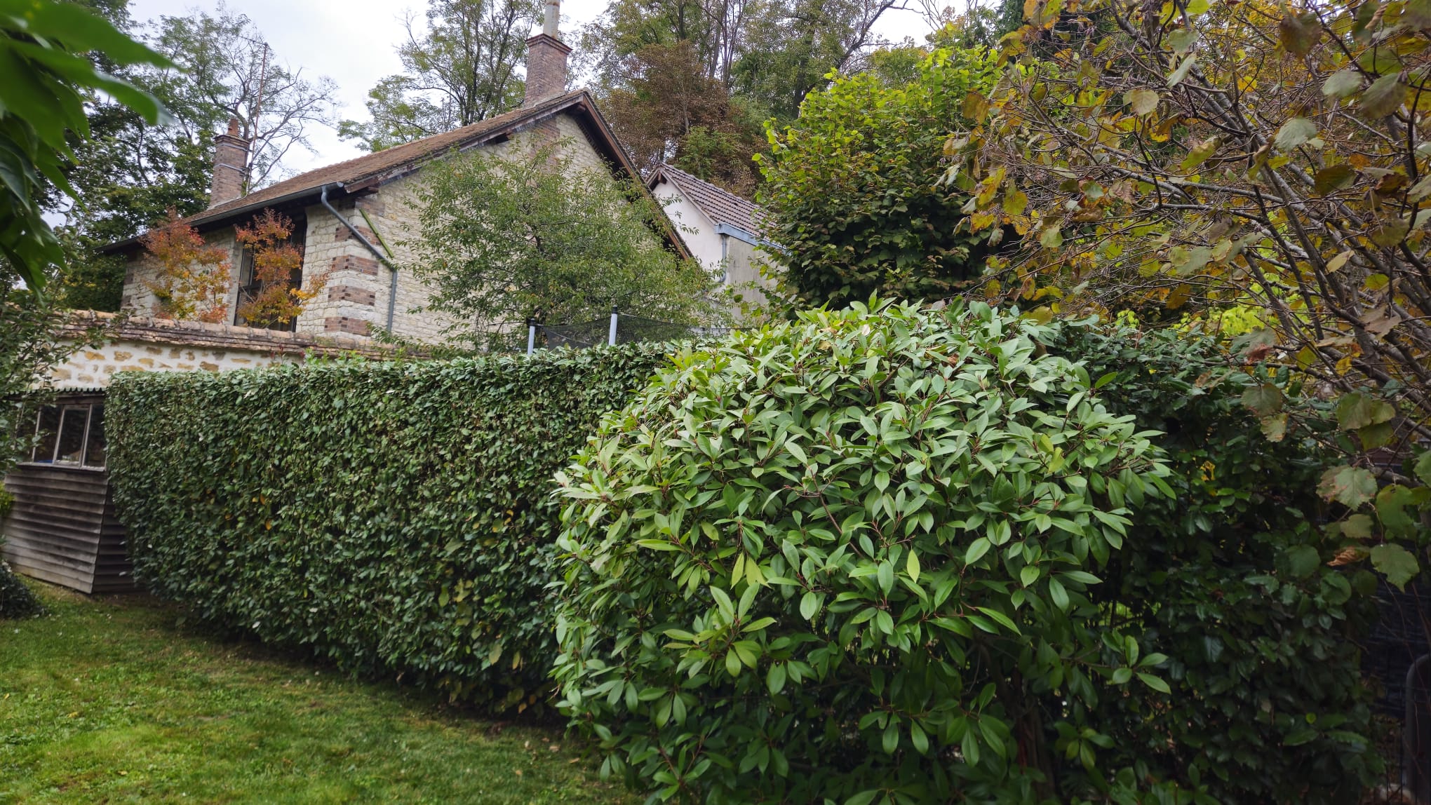 Sécateur et feuillage
